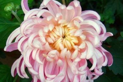  『粉嫩』新手养花，不如养盆花中精品“美粉菊”，花姿优美，粉嫩娇羞