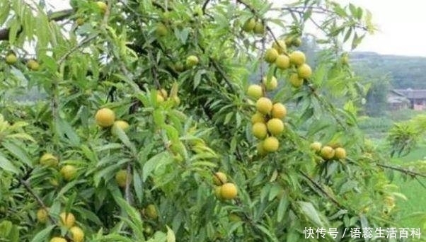  「李子树」农村常见的果子，掉一地没人稀罕，城里人想买却心疼