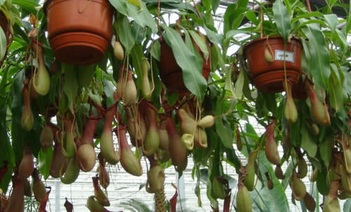 老外把可乐倒进猪笼草里，5天后在一看猪笼草，变化令人很意外！