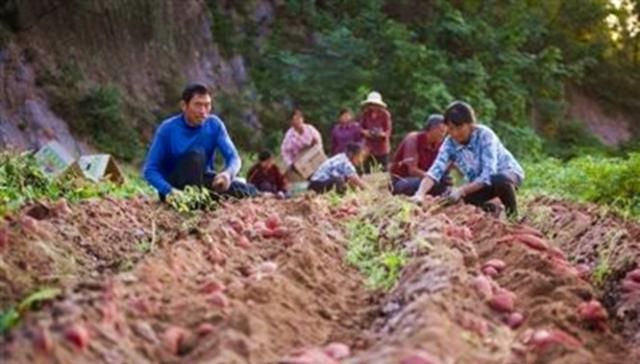  储藏：现在红薯价格这么好，农民朋友为啥不愿多种红薯呢？原因