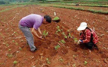  「利润」农村一种名贵中药材，一亩利润八九千，山坡荒地也能种