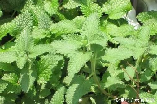  男子■男子院子里栽了一种花草，次日看到这一幕吓呆了，像极了非法聚集