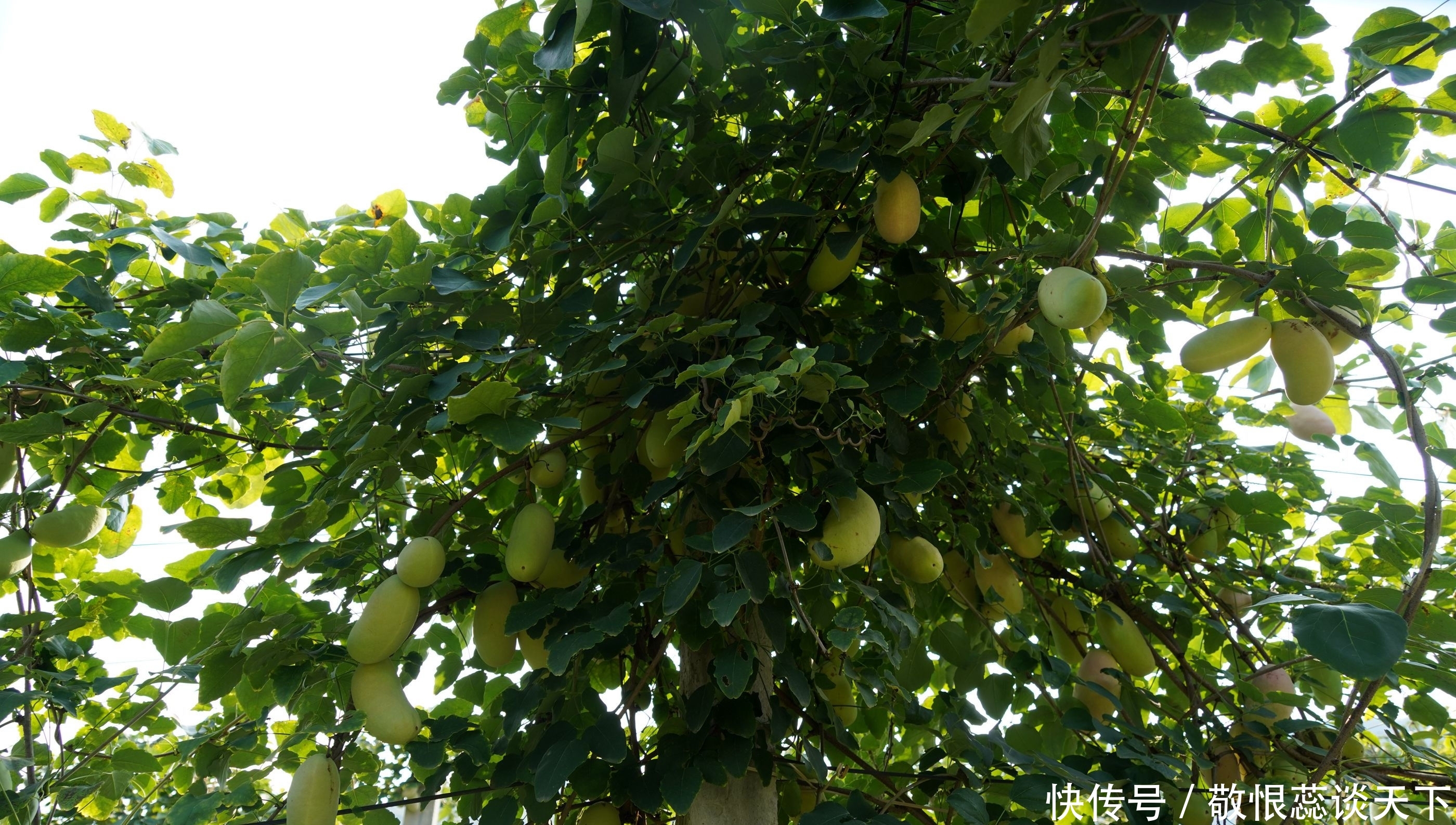  野果■农民大爷从山上挖回10苗野藤，5年繁殖400株，年赚10万元