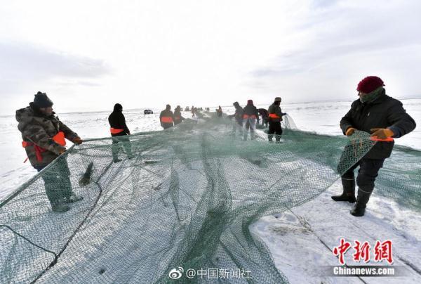 凿冰开眼踏雪寻鱼！新疆乌伦古湖冬季大拉网捕鱼场面壮观