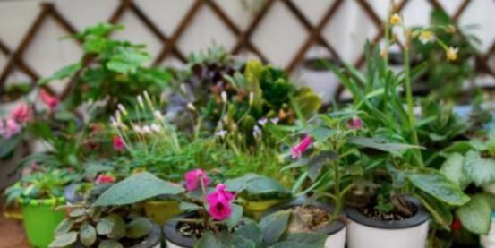  不难|七分水、三分肥养花：生长期、花期用对肥，植物长个、开花不难