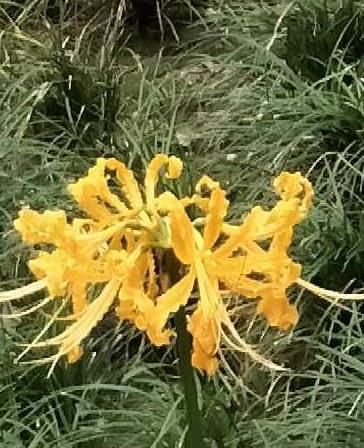  #仿若#这植物叫蟑螂花？其实人家本名叫这个，一绽开仿若盛大烟火！