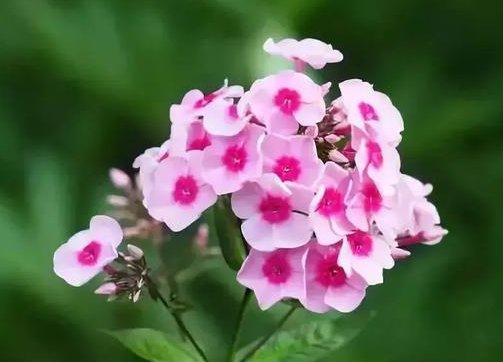  #花开#经常花开爆盆的盆栽，丢在阳台幽香暗淡，花型圆滚惹人爱，美爆了
