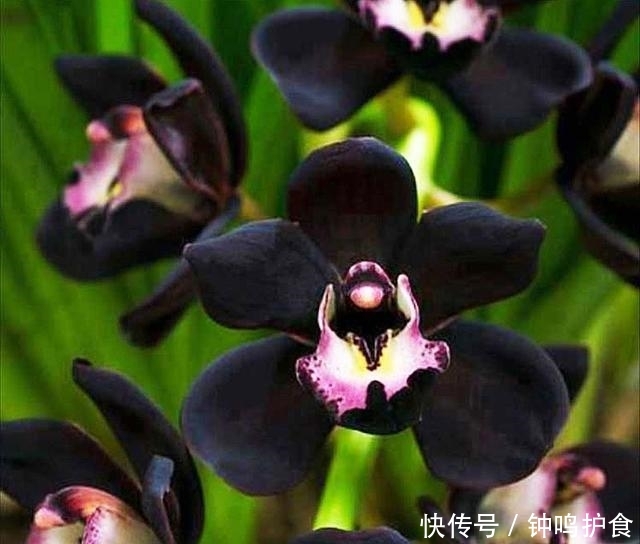  这款@比香水还好闻，花色神秘，好养易管理，这款铭品兰花，很值得养