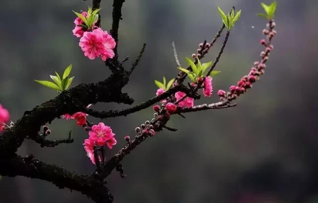 满园桃花开，宛若仙境，醉人之美！