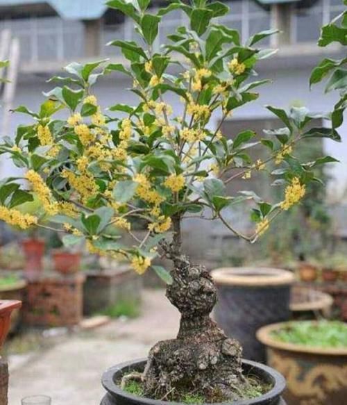  「满院」春季给桂花剪剪枝、抹抹芽，八月桂花才能满院飘香！
