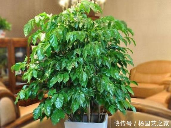  喜欢@“懂花人”就喜欢养“这3种花”，招财又旺运，养多年都没问题