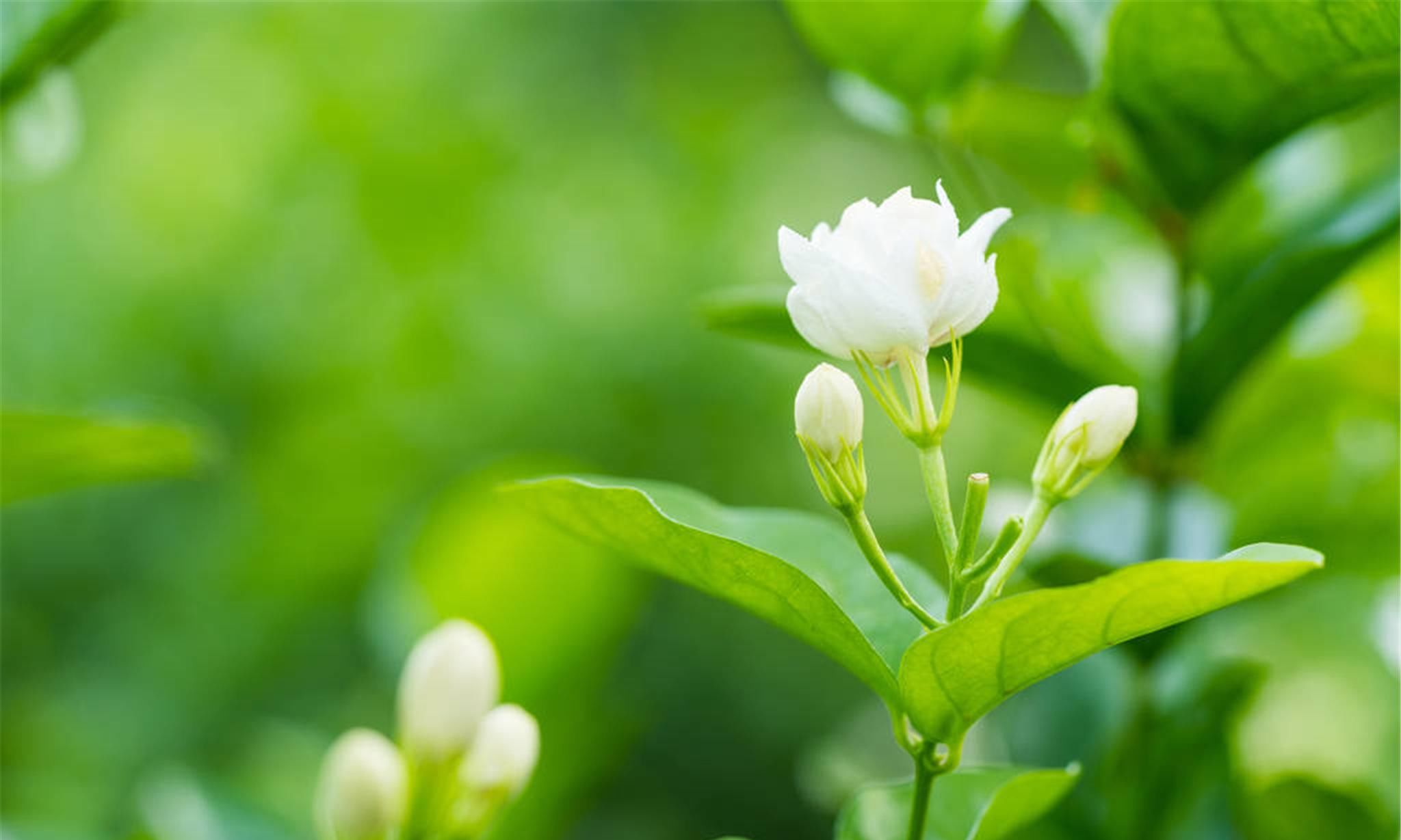  『茉莉花』你身边的中草药：茉莉花