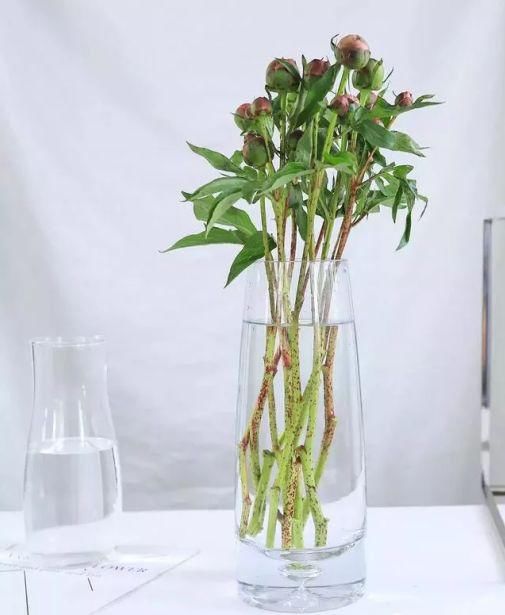  保鲜剂@“五月花神”就要开花啦！现在是最佳观赏期，一年就等这半个月！