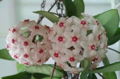  『三角梅』有院子的话，一定养这花，开花大又香！