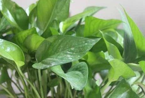 #堪称#这三种绿植堪称植物界的除湿器,家里放上一盆,好看又实用