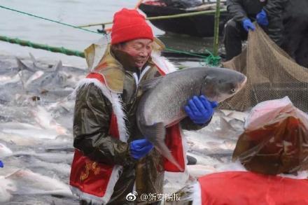 厉害！阜阳颍上八里河冬捕节正式开捕 78斤重“头鱼”拍得88万天
