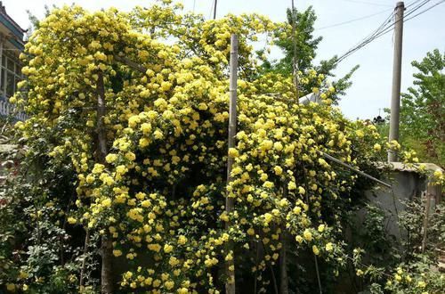 「庭院」蔷薇黄木香,花香芬芳,花朵小巧美丽,开花灿烂如锦绣,太美了