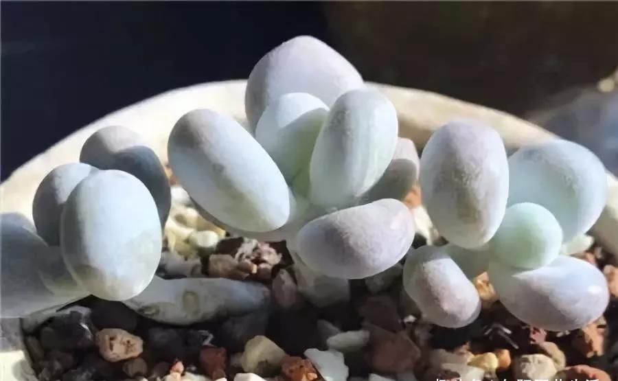 都是比较：多肉植物中的“美人”，叶片圆滚滚，粉嫩嫩的，女朋友看了都嫉妒