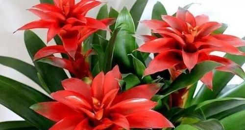  「鸿运当头」植物也有“美名”，“4种”花卉名字好寓意，养家中一点不亏