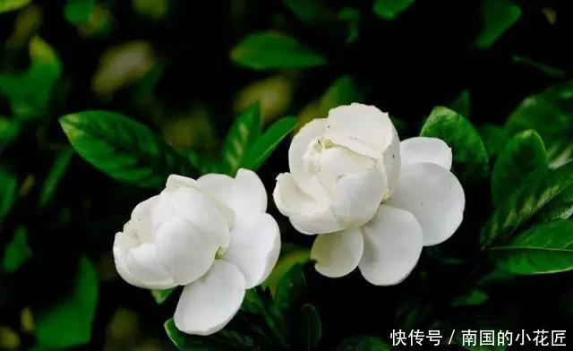 排水良好|除了茉莉花,家里还可以养哪些香飘满屋的植物?