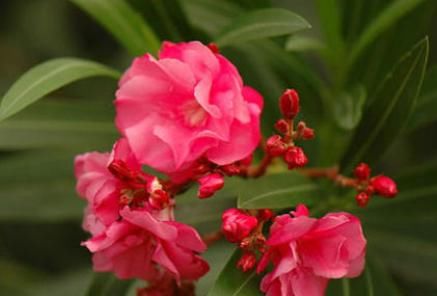 #浇水#1种花魅力大,都知有毒,却仍受追捧,只可远观不可亵玩,毒美人