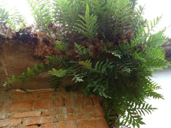 树上有种植物叫“骨碎补” ，农民常用来煲汤，嚼一嚼能缓解牙疼