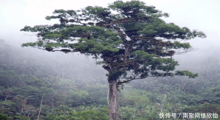 世界上最古老的九大树木, 中国神木上榜, 最后一棵存活9000多年!