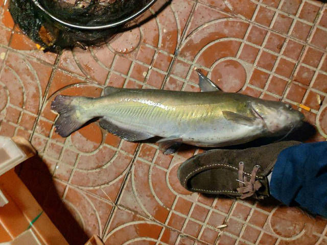  『看起来』这位钓友钓到的是什么鲶鱼？怎么看起来和平时见过的不太一样呢？