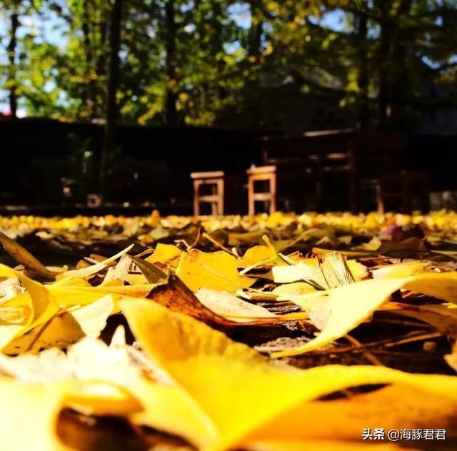 云南的秋天来了，这个小村又要开始搞“黄色”