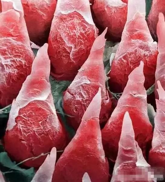 能让人大呼不可思议的8张照片,切开后才知道海底电缆长这样!