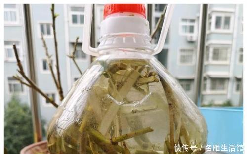 小东西|路边捡点小东西,用来养水培植物,白根长满盆,再也不黄叶