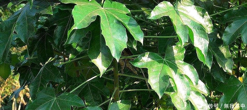  「树木」农村一种树木，以前家家户户种植，现在沦为野生，但果子一斤4元