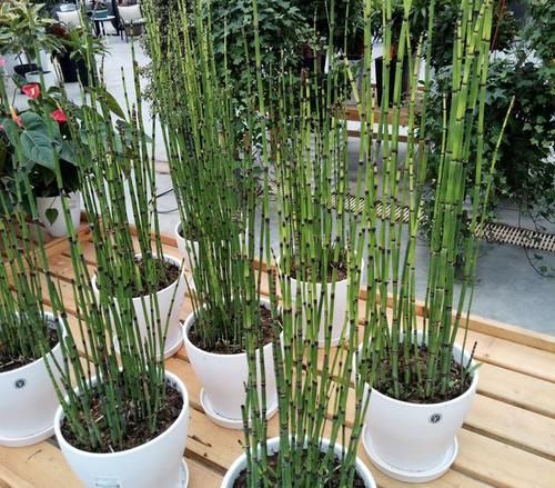 [观赏价值]山谷下，1种杂草“不显眼”，花市老板挖“8棵”，种植后卖15元！