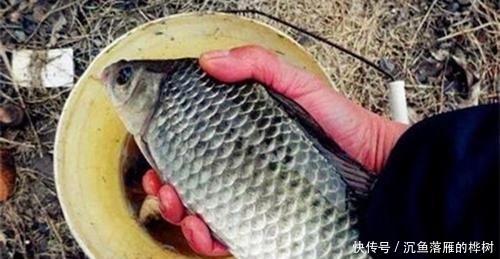  『试试』春季钓鲫鱼，这些自制窝料饵料配方可以试试，比商品饵更好使！