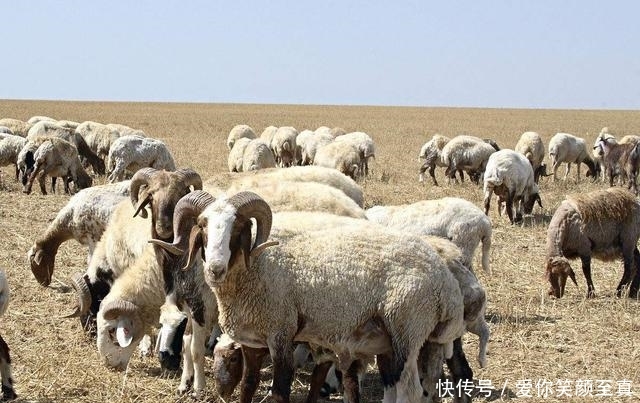  猪肉@穆斯林为什么不吃猪肉 原来是在中东形成的