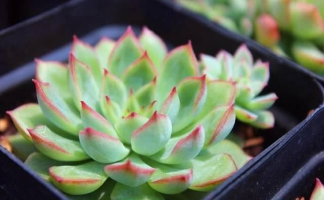  『光照』女雏是景天科拟石莲花属的多肉植物，女雏，容易长侧芽爆盆的多肉植物