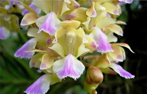 「艳丽」指甲兰花开艳丽,花朵成序状,艳丽大气使人喜欢