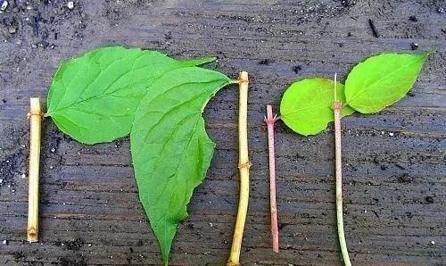 植物生根:在家自制天然的生根粉,植物扦插或压条繁殖时特管用