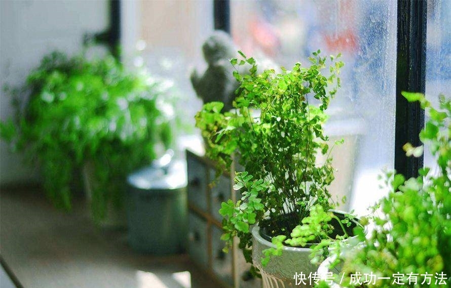 『照料』不是所有绿植都能养家里 室内绿植如何挑选你知道吗