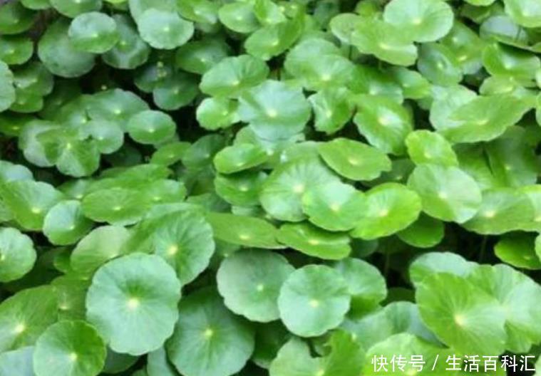 「铜钱草」“4种花”放水里,就能蹭蹭长,不用担心黄叶烂根,漂亮长得旺!