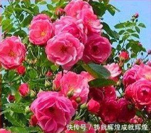 土里■这些根本不用打理的绿植,随意往土里一丢即可长出花园,你养过吗!