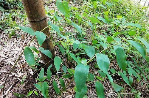  记得■农村山上看到这种植物记得挖点回家，用它的根泡酒，男人吃了好