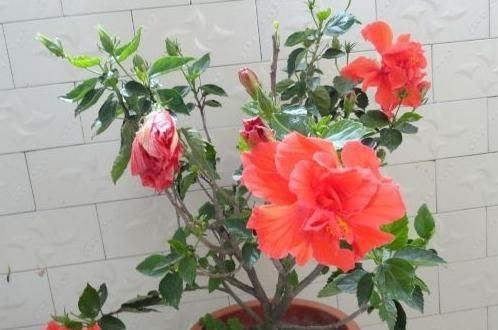 「花园」阳台想要成“花园”，就养3种花，叶少花儿多，一年四季不断花