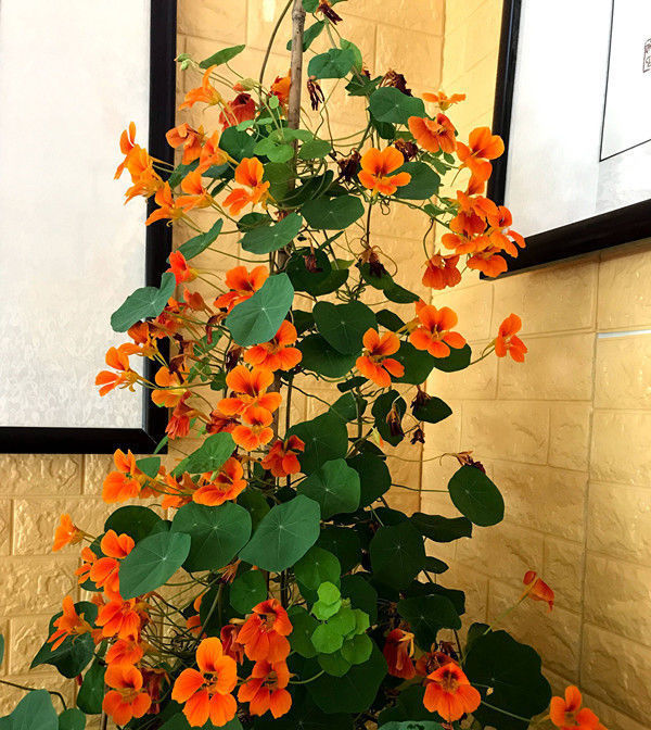  #玫瑰#喜欢养花，不如就养“高档玫瑰”冷美人，妖娆舞魅，花型奇特！