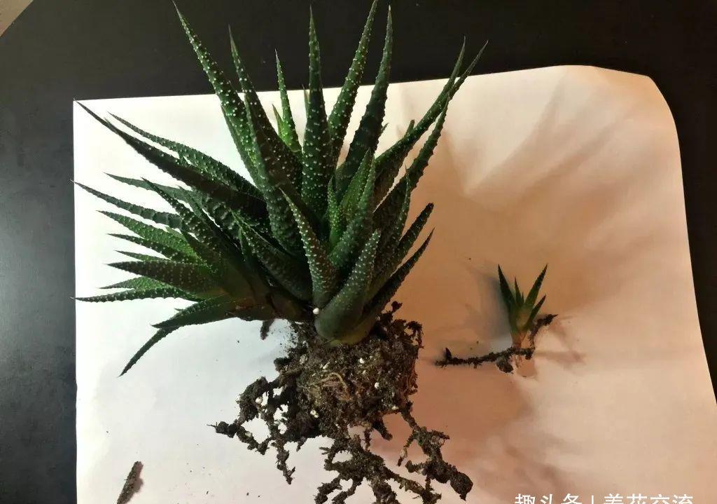  [植物的侧芽]轻松繁殖多肉植物的三种方法，不要觉得养多肉有多难