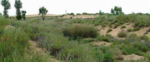 中国的治沙女“狂人”，治理沙漠33年，如今带领大家“吃”沙！