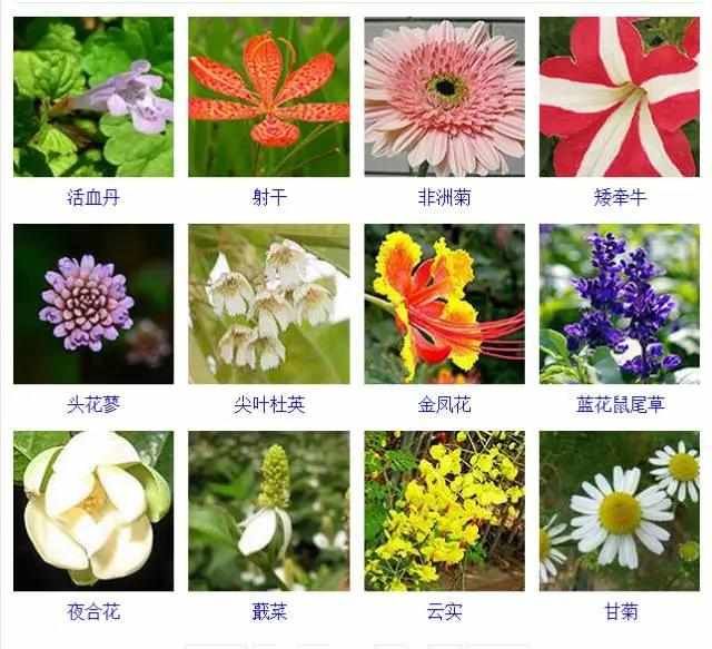 【品种】400种 · 观花植物品种大全，值得收藏