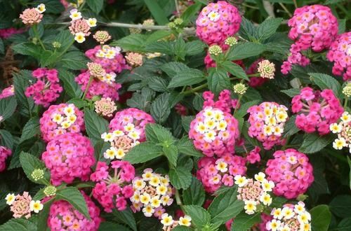  有花赏@家庭养花选它，漂亮又好养，全年有花赏，是家庭盆栽佳品！