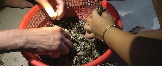 在山东老家林场里捉知了龟，一棵树上能捉10只，1小时捉一大盆