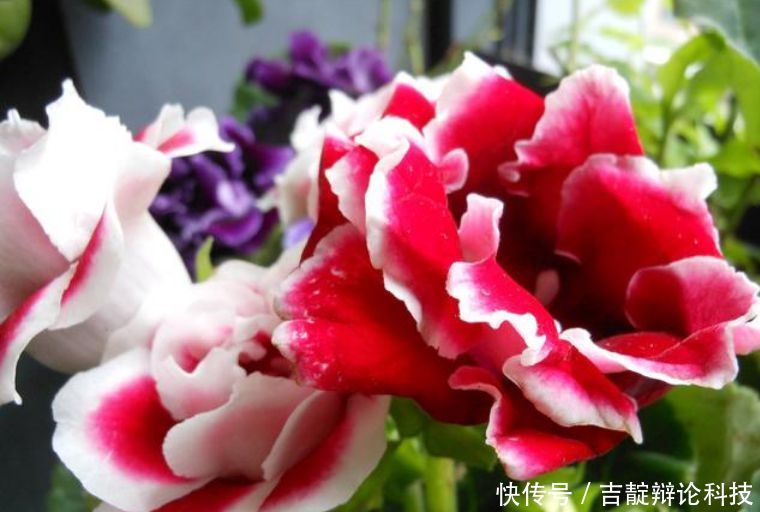 『满盆』3种花,堪称“开花机器”,随便一养开满盆,芳香满阳台!